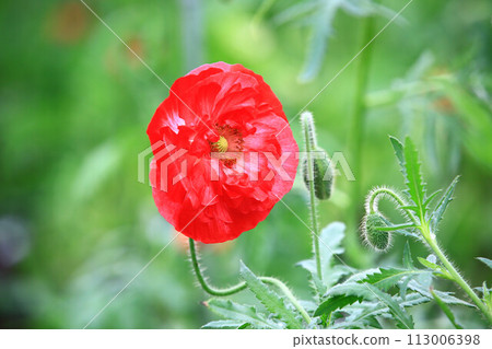 小籽粟花、雛粟、虞美人、孔子花、立春花、賽牡丹、滿川春、仙女草、虞美人草、雛芥菜、平地國花 小籽粟花、雛粟、虞美人、孔子花、立春花、賽牡丹、滿川春、仙女草、虞美人草、雛芥菜、平地國花 113006398