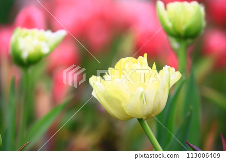 美麗的鬱金香(洋荷花,旱荷花,草麝香,鬱香,紫述香) 美麗的鬱金香(洋荷花,旱荷花,草麝香,鬱香,紫述香) 113006409