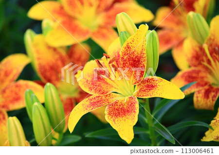 Perfume lily, Oriental lily, Kasatsu cloth orchid, heavenly lily Perfume lily, Oriental lily, Kasatsu cloth orchid, heavenly lily 113006461