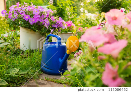 Farm worker gardening tools. Blue plastic watering can for irrigation plants placed in garden with flowers on flowerbed and flowerpot on sunny summer day. Gardening hobby agriculture concept Farm worker gardening tools. Blue plastic watering can for irrigation plants placed in garden with flowers on flowerbed and flowerpot on sunny summer day. Gardening hobby agriculture concept 113006462