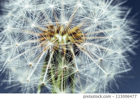 Extreme macro close up dandelion seeds in summer. Change growth movement direction concept. Inspirational natural floral spring or summer background. Ecology nature new cycle 113006477