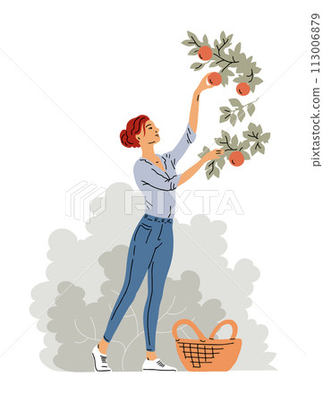 Woman is harvesting apples 113006879