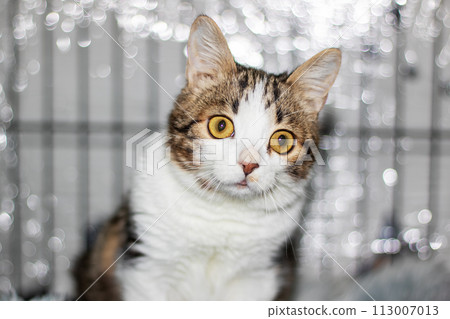 Little funny gray kitten close up portrait Little funny gray kitten close up portrait 113007013