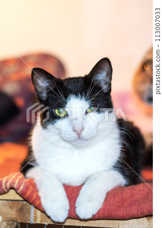 Cheerful black and white cat lying on bed 113007033