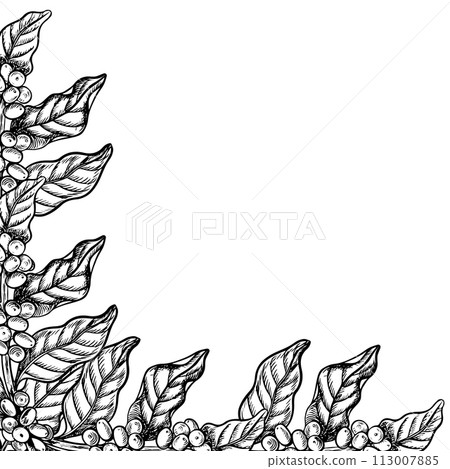 A frame made of coffee tree branches, black and white vector graphics, hand-drawn. Illustration on a white background. For banners, flyers and menus. For packaging, labels and postcards. A frame made of coffee tree branches, black and white vector graphics, hand-drawn. Illustration on a white background. For banners, flyers and menus. For packaging, labels and postcards. 113007885