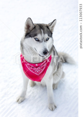 Husky dog with red scarf close-up, smiling Husky dog with red scarf close-up, smiling 113007933