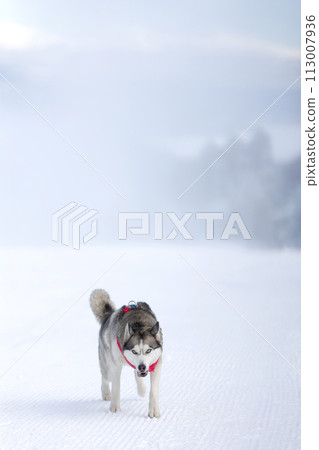 Siberian Husky dog running, winter snow Siberian Husky dog running, winter snow 113007936
