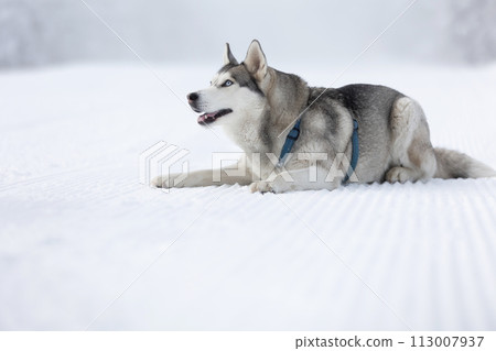Husky dog lying in snow close-up Husky dog lying in snow close-up 113007937