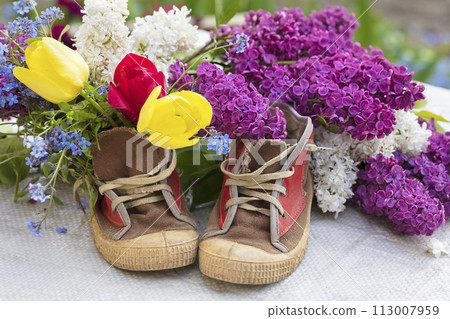 A bouquet of flowers in old shoes. Lilac tulips grow out of sneakers. Spring flower background. 113007959