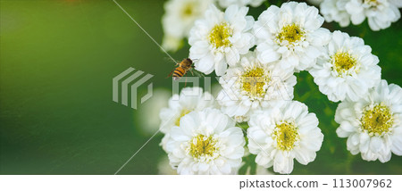 Banner White delicate flowers and a bee on a green background. Banner White delicate flowers and a bee on a green background. 113007962