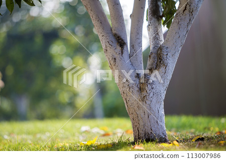 Whitewashed bark of tree growing in sunny orchard garden on blurred green copy space background. 113007986