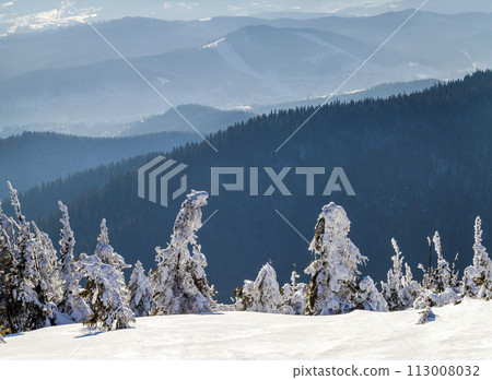 Snow covered bent little pine trees in winter mountains. Arctic landscape. Colorful outdoor scene, Happy New Year celebration concept. Artistic style post processed photo. Snow covered bent little pine trees in winter mountains. Arctic landscape. Colorful outdoor scene, Happy New Year celebration concept. Artistic style post processed photo. 113008032