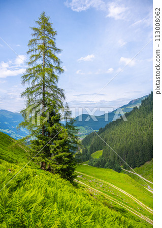 Lone tree rises above lush ferns with a backdrop of rolling hills and a clear blue sky. 113008062