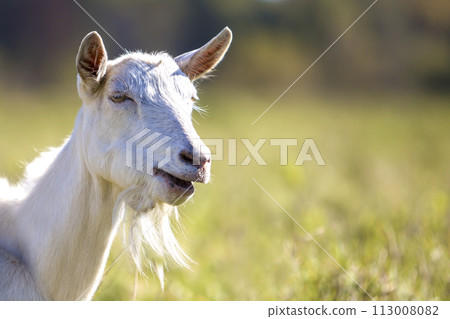 Portrait of white goat with beard on blurred bokeh background. Farming of useful animals concept. Portrait of white goat with beard on blurred bokeh background. Farming of useful animals concept. 113008082