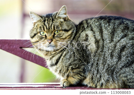 Portrait of a fat striped cat with green eyes Portrait of a fat striped cat with green eyes 113008083
