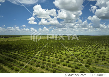 Orange grove in Florida rural farmlands with rows of citrus trees growing on a sunny day 113008098