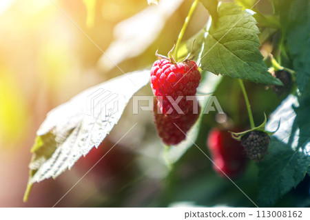 Close-up of isolated lit by summer sun growing branch of beautiful ripe red juicy raspberries with fresh green leaves on bright light blurred copy-space background. Agriculture, farming, healthy food. 113008162