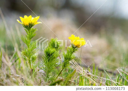 Close up of small yellow wild flower blooming in green spring field. Close up of small yellow wild flower blooming in green spring field. 113008173