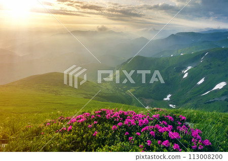 Beautiful view of pink rhododendron rue flowers blooming on mountain slope with foggy hills with green grass and Carpathian mountains in distance with dramatic clouds sky. Beauty of nature concept. Beautiful view of pink rhododendron rue flowers blooming on mountain slope with foggy hills with green grass and Carpathian mountains in distance with dramatic clouds sky. Beauty of nature concept. 113008200
