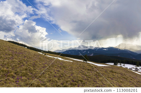 Beautiful view of marvelous blooming amazing first bright violet and white crocuses growing on steep hill. Magnificent mountains and forest in distance. Ecology problems and beauty of nature concept. Beautiful view of marvelous blooming amazing first bright violet and white crocuses growing on steep hill. Magnificent mountains and forest in distance. Ecology problems and beauty of nature concept. 113008201