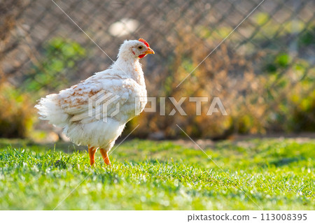 Hen feed on traditional rural barnyard. Close up of chicken standing on barn yard with green grass. Free range poultry farming concept. Hen feed on traditional rural barnyard. Close up of chicken standing on barn yard with green grass. Free range poultry farming concept. 113008395