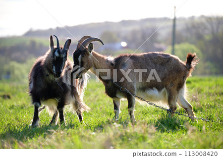 Domestic milk goats with long beard and horns grazing on green farm pasture on summer day. Feeding of cattle on farmland grassland Domestic milk goats with long beard and horns grazing on green farm pasture on summer day. Feeding of cattle on farmland grassland 113008420