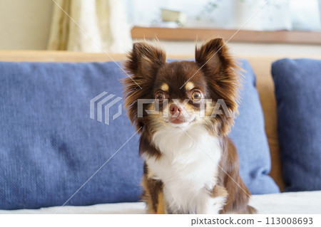 Chihuahua sitting on the sofa 113008693