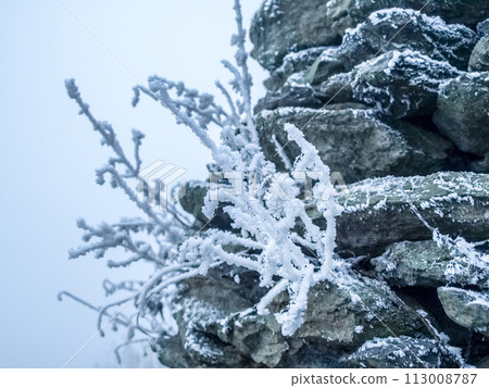 At the peak of an alpine summit, delicate plants emerge from a crevice, their branches intricately ensnared by a lattice of frost, under a blanket of thick, misty air. 113008787