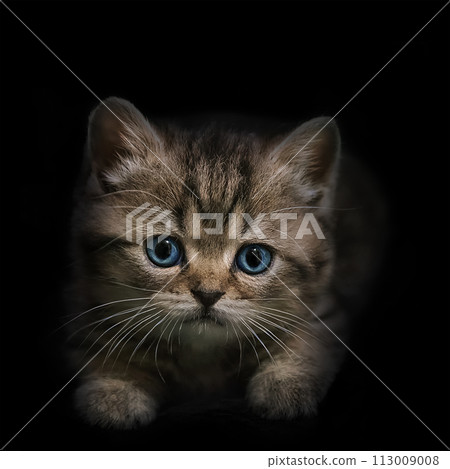 Portrait of a small striped kitten with blue eyes close-up Portrait of a small striped kitten with blue eyes close-up 113009008