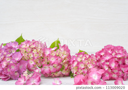 粉紅色繡球花背景 粉紅色繡球花背景 113009020