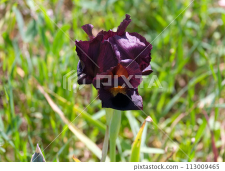 Iris purple (lat. - Iris atropurpurea), endemic in the Israel Iris purple (lat. - Iris atropurpurea), endemic in the Israel 113009465