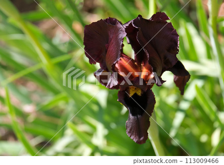 Iris purple (lat. - Iris atropurpurea), endemic in the Israel Iris purple (lat. - Iris atropurpurea), endemic in the Israel 113009466