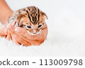 Two week old small newborn bengal kitten on a white background.A kitten in the hands of a girl. On the palms is a small cute kitten.Copy space.Close-up.Cute bengal. 113009798
