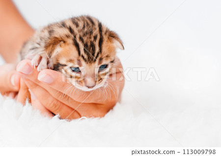Two week old small newborn bengal kitten on a white background.A kitten in the hands of a girl. On the palms is a small cute kitten.Copy space.Close-up.Cute bengal. 113009798