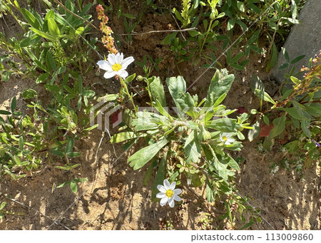 Palestine Chamomile (lat.- Anthemis palaestina) 113009860