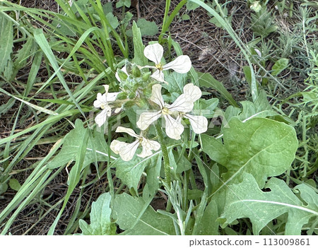 Rocket, eruca, or arugula (lat.- Eruca sativa) is an edible annual plant Rocket, eruca, or arugula (lat.- Eruca sativa) is an edible annual plant 113009861