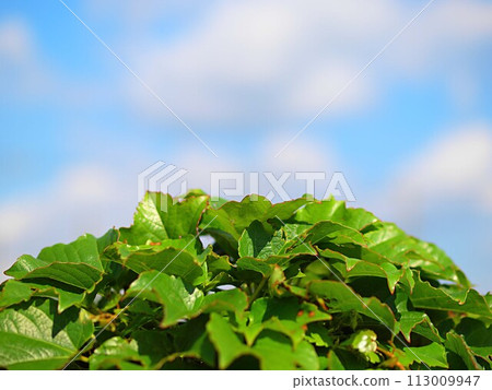 Fresh green hedera and copy space 113009947