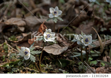 開出美麗白花的節分草 開出美麗白花的節分草 113010264