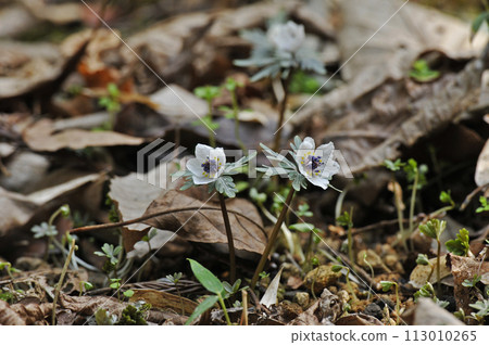 開出美麗白花的節分草 開出美麗白花的節分草 113010265