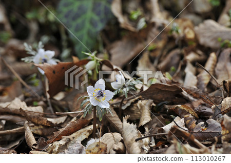開出美麗白花的節分草 開出美麗白花的節分草 113010267