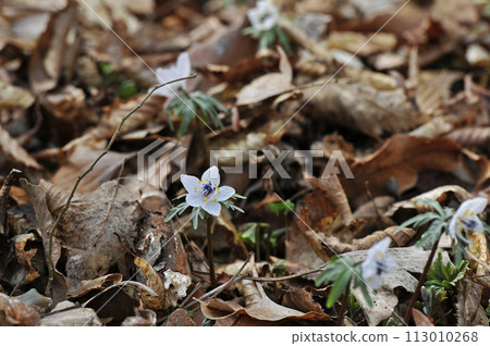 開出美麗白花的節分草 開出美麗白花的節分草 113010268
