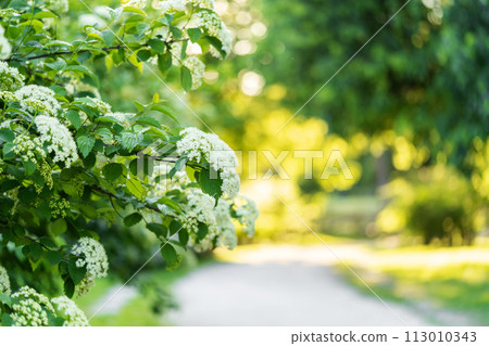 White beautiful blooming flowers in the spring sunny day in the park 113010343