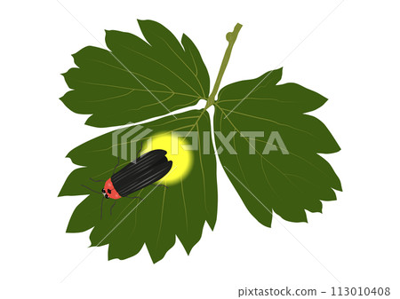 「源氏螢火蟲把翅膀停在野草莓的葉子上」發光 113010408