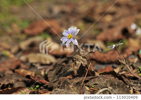 雪割草莓，開著漂亮的淡紫色花朵 113010409