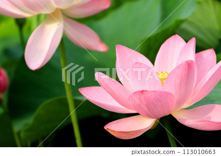 蓮花與粉紅色的花瓣 蓮花與粉紅色的花瓣 113010663