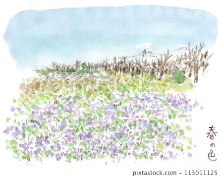 Early spring to spring, landscape of a field covered with purple hotokenoza and white shepherdess, watercolor illustration 113011125