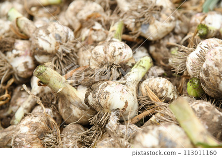 Freshly picked garlic harvest Freshly picked garlic harvest 113011160
