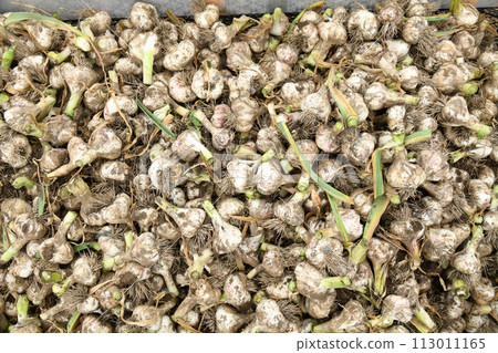 Freshly picked garlic harvest Freshly picked garlic harvest 113011165