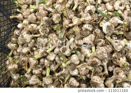 Freshly picked garlic harvest Freshly picked garlic harvest 113011168