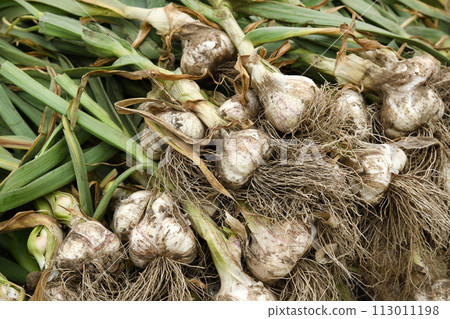 Garlic Harvest Freshly Picked 113011198